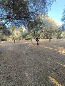 Arsa-Zeytinlik
