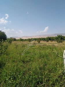 Arsa-Tarla