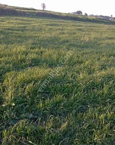 Arsa-Tarla