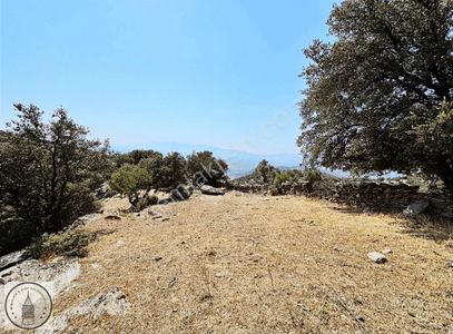 Arsa-Zeytinlik