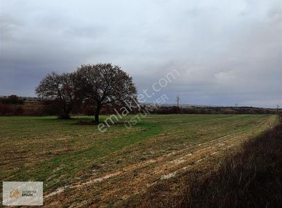 Arsa-Tarla