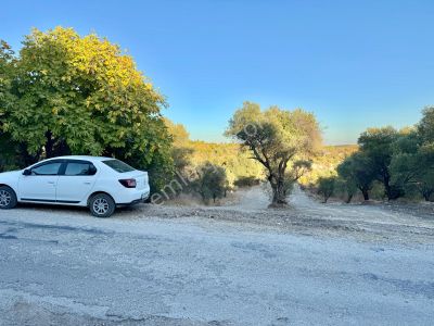 Arsa-Tarla