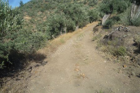 Arsa-Zeytinlik