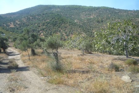Arsa-Zeytinlik