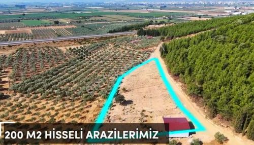 Arsa-Zeytinlik