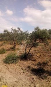 Arsa-Zeytinlik