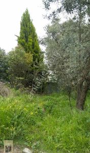 Arsa-Zeytinlik