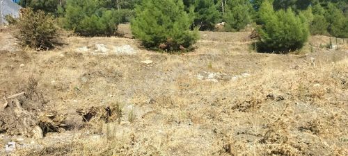 Arsa-Zeytinlik