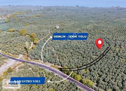 Arsa-Zeytinlik
