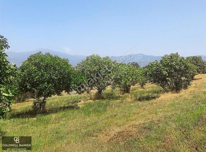 Arsa-Bağ & Bahçe