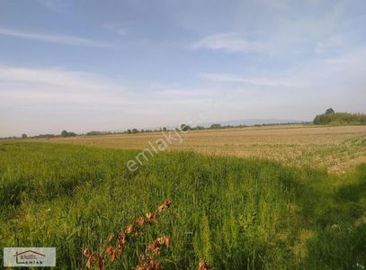 Arsa-Tarla