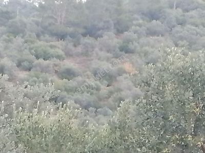 Arsa-Zeytinlik