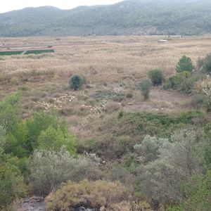 Arsa-Tarla
