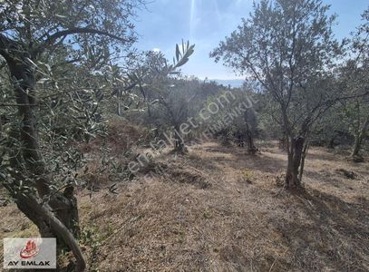 Arsa-Zeytinlik