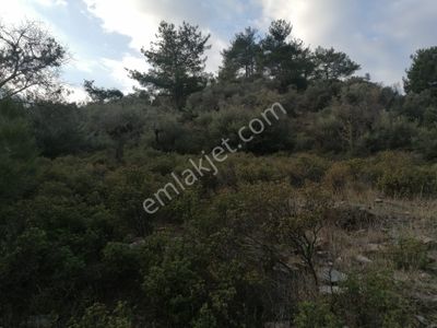 Arsa-Zeytinlik