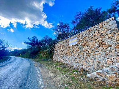 Arsa-Zeytinlik