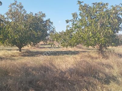 Arsa-Tarla