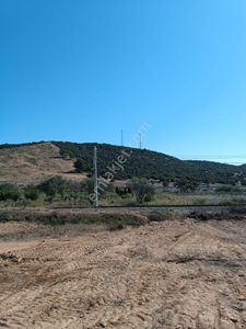 Arsa-Zeytinlik