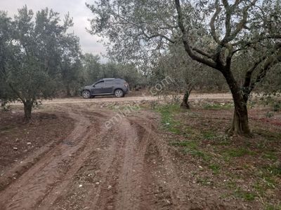 Arsa-Zeytinlik