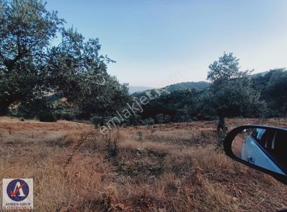 Arsa-Zeytinlik