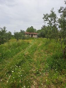 Arsa-Tarla