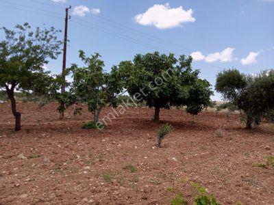 Arsa-Zeytinlik