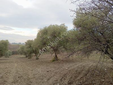 Arsa-Tarla