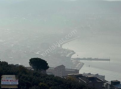 Arsa-Zeytinlik