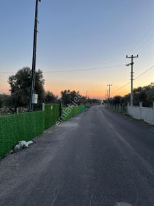 Arsa-Zeytinlik