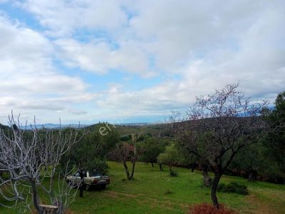 Arsa-Zeytinlik