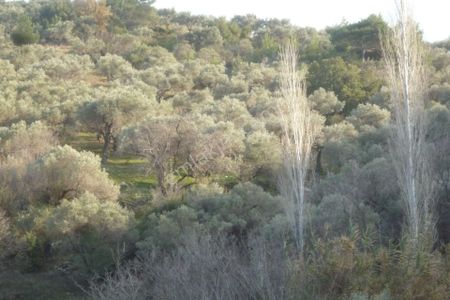 Arsa-Zeytinlik