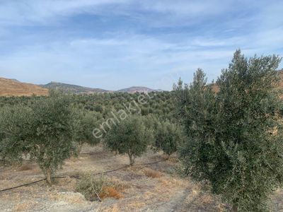 Arsa-Tarla