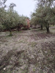 Arsa-Tarla