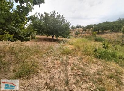 Arsa-Bağ & Bahçe
