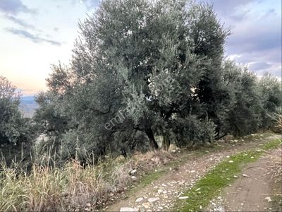 Arsa-Zeytinlik