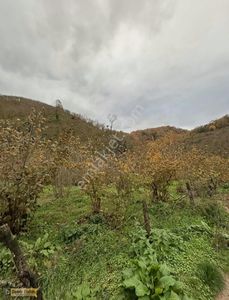 Arsa-Tarla