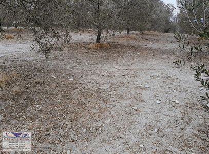 Arsa-Bağ & Bahçe