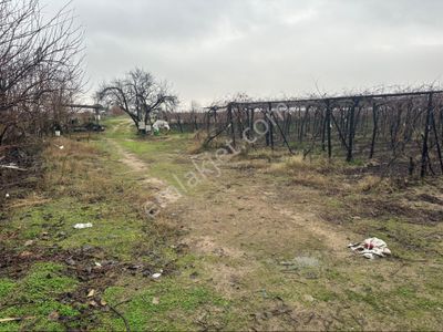 Arsa-Bağ & Bahçe