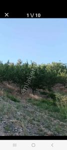 Arsa-Bağ & Bahçe