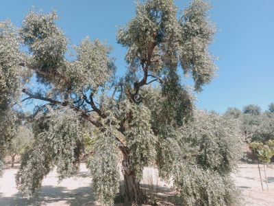 Arsa-Bağ & Bahçe