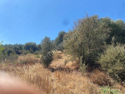 Arsa-Zeytinlik