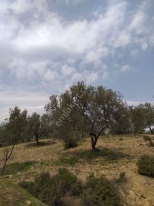 Arsa-Zeytinlik