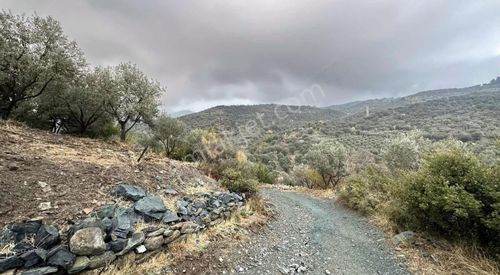 Arsa-Zeytinlik