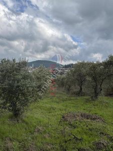 Arsa-Zeytinlik