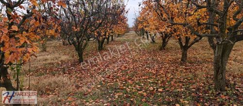 Arsa-Tarla