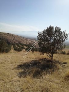 Arsa-Bağ & Bahçe
