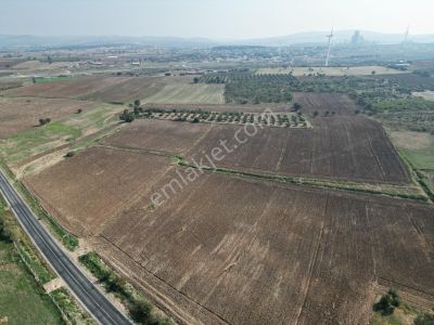 Arsa-Zeytinlik