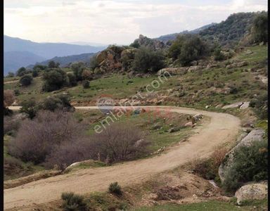 Arsa-Zeytinlik