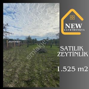 Arsa-Zeytinlik