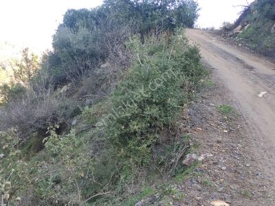 Arsa-Bağ & Bahçe